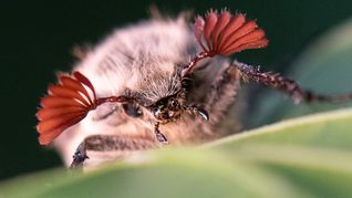 Maikäfer profitieren von den trockenen Bedingungen im Hessischen Ried. (Archivbild)